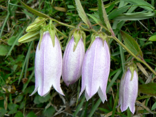 d0091754_1303213.jpg