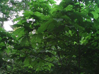 e0120466_2016528.jpg