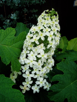 f0052869_1825517.jpg