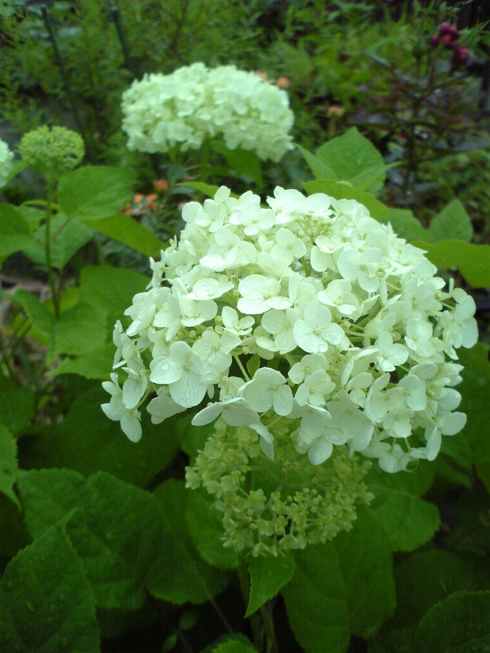 c0124776_6125493.jpg