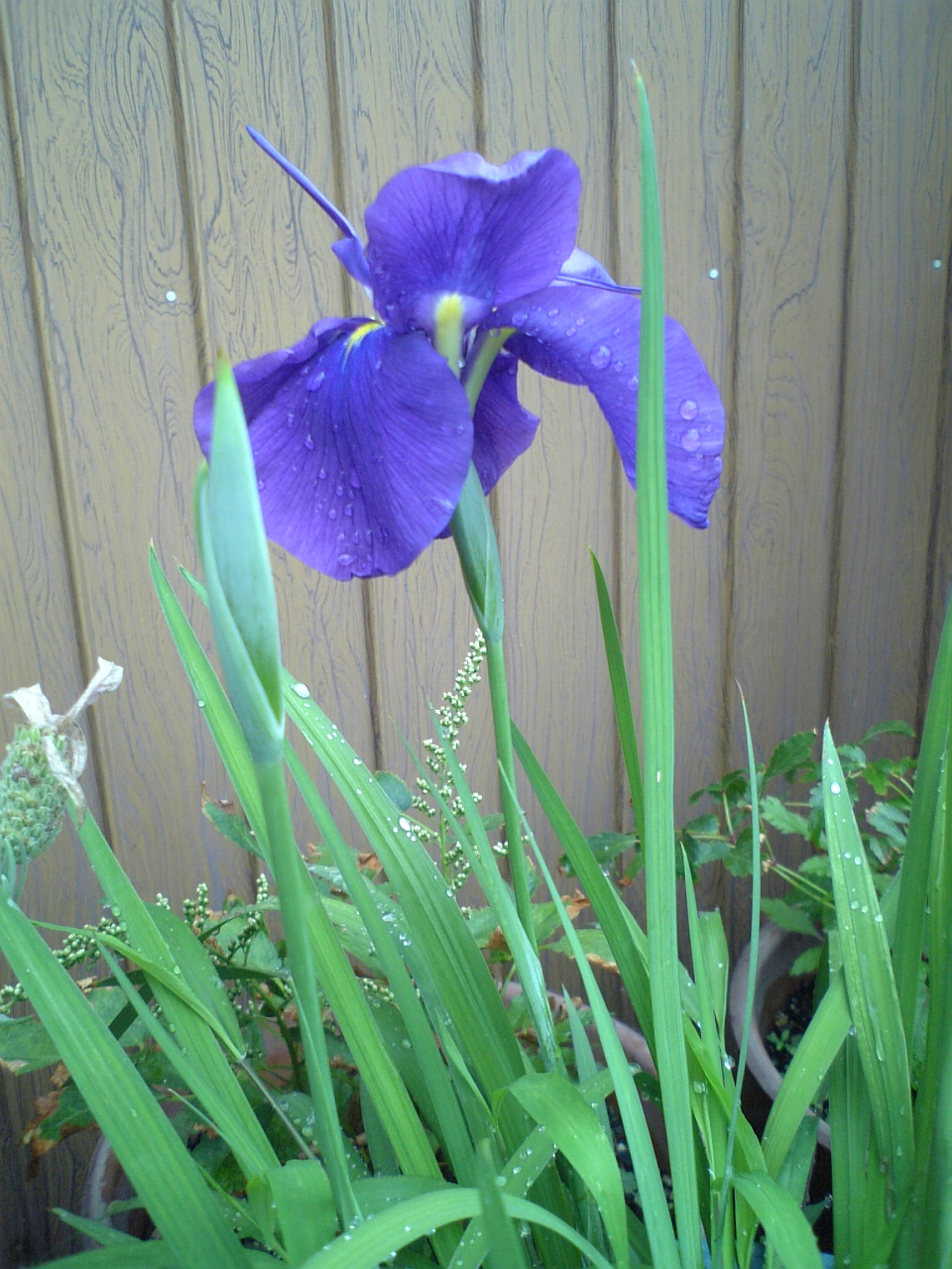 c0124776_616568.jpg