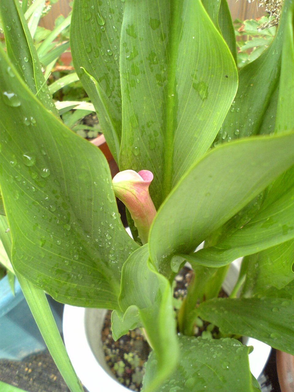 c0124776_618352.jpg