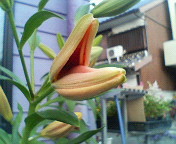 b0070083_1844884.jpg