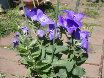 f0130894_21143196.jpg