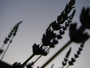 d0045295_23315477.jpg
