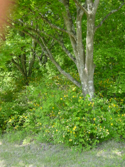 b0083902_863730.jpg