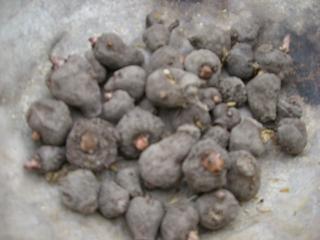 e0119003_23222864.jpg