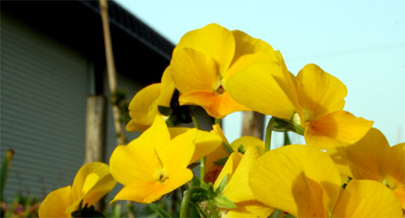 c0011009_3522325.jpg