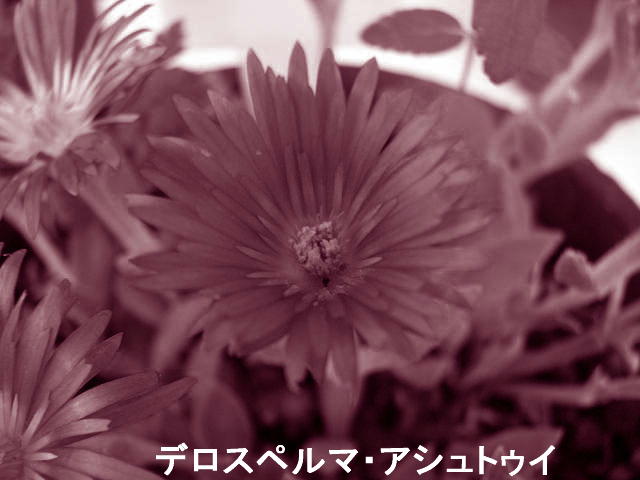 f0099535_2119956.jpg