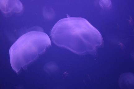 e0104941_1531093.jpg