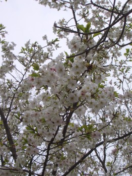 c0071863_0485526.jpg