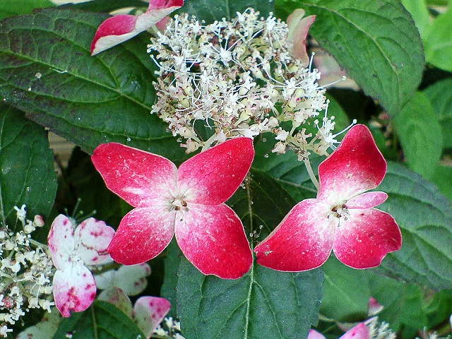 a0093566_17363792.jpg