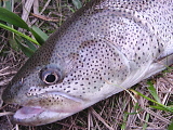 a0030168_1628333.jpg