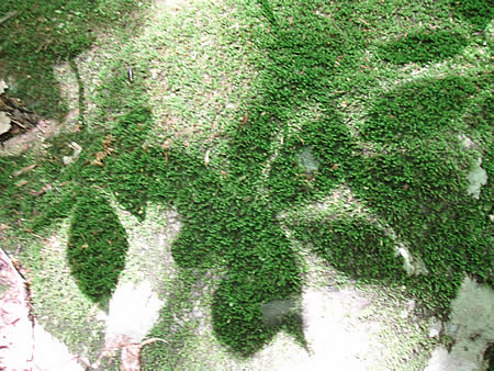 f0087787_1165275.jpg
