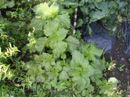 f0130894_2157820.jpg