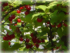 e0099905_1822638.jpg
