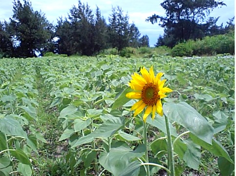 b0089616_15175971.jpg