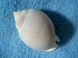 c0120316_1023235.jpg