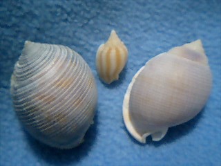 c0120316_1032996.jpg