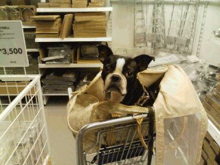 e0080117_20154547.gif