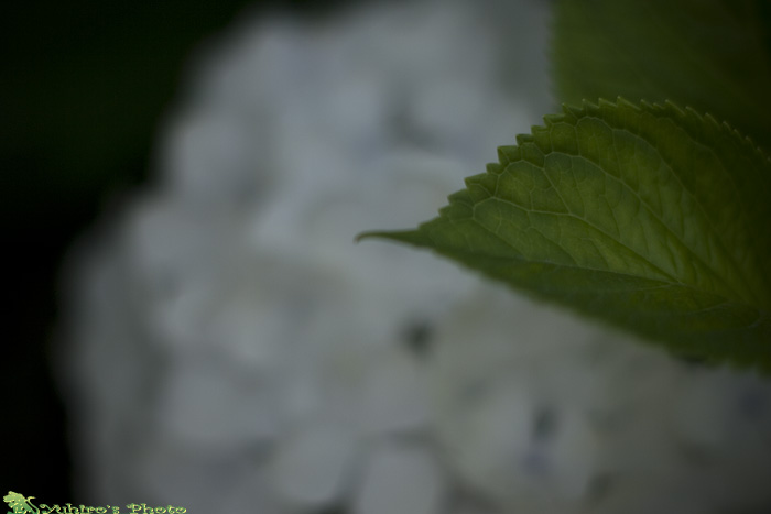 d0004832_9574772.jpg