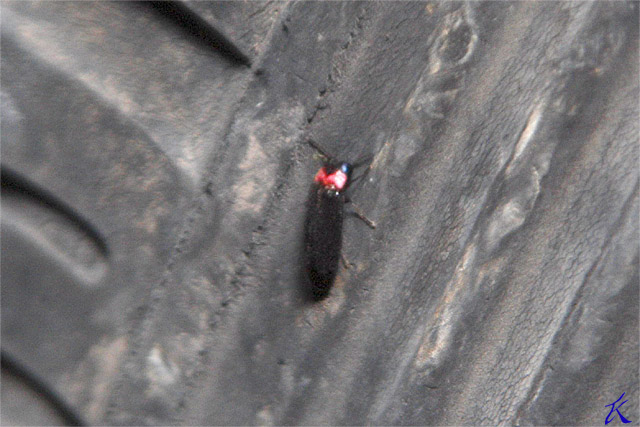 b0059260_16574165.jpg