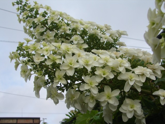 b0061261_8135562.jpg