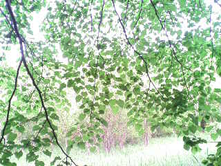 e0120466_0162020.jpg