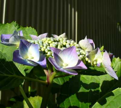 e0026586_1091873.jpg