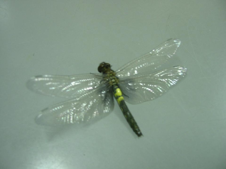 f0131491_1616160.jpg