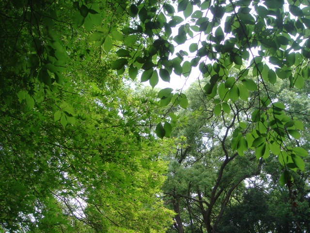 e0111793_16251657.jpg