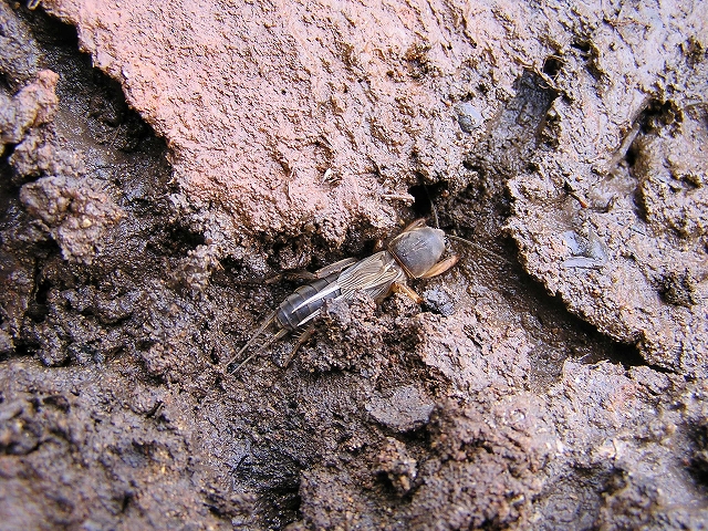 b0099538_824399.jpg