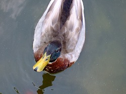 a0026567_10585299.jpg