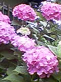 d0109373_18255911.jpg
