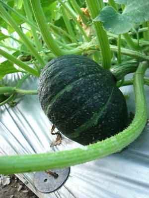 f0070493_1441111.jpg