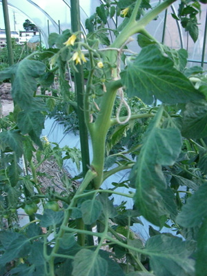 f0070493_1442158.jpg