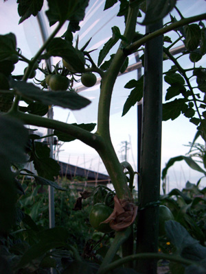 f0070493_1443269.jpg