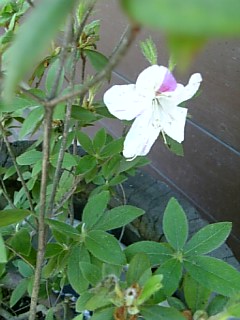 b0101300_17241950.jpg