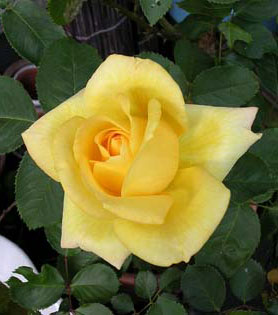 c0111410_17453935.jpg