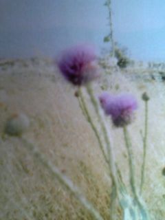 d0035823_120334.jpg