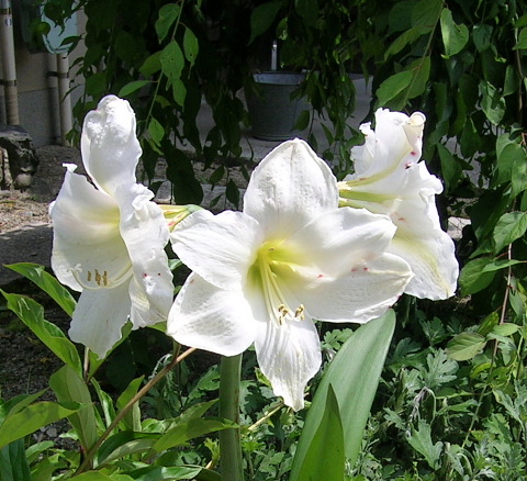 a0030639_2371834.jpg