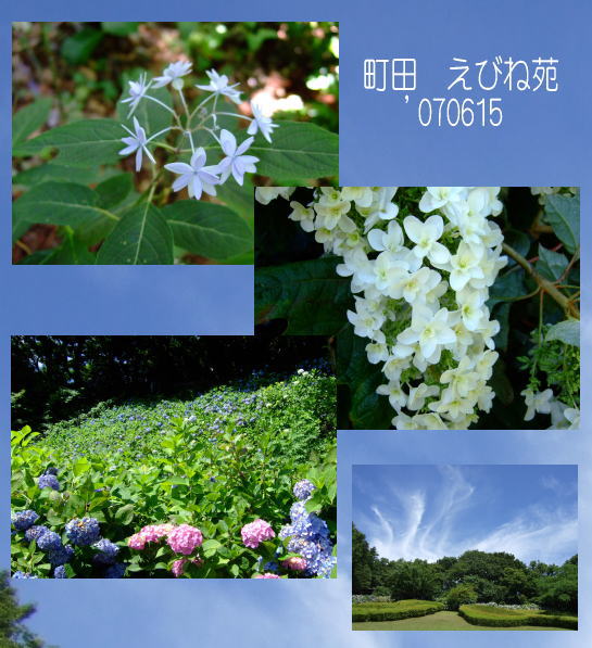 6月15日えびね苑のあじさい2