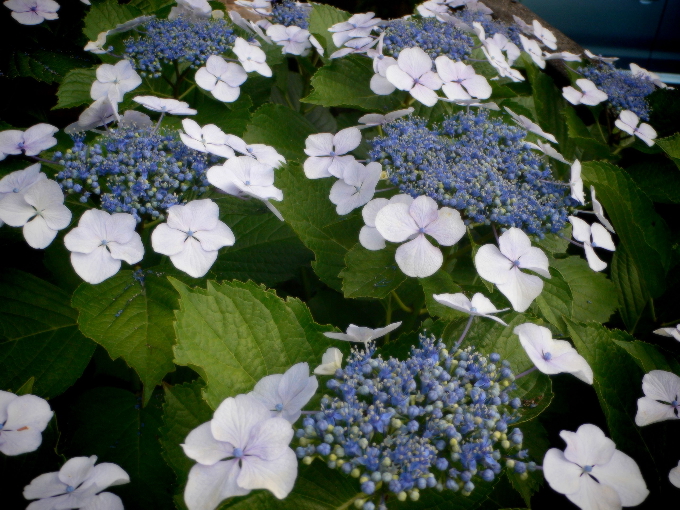 e0111346_20103018.jpg