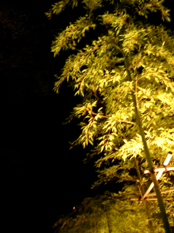 c0069552_7484886.jpg
