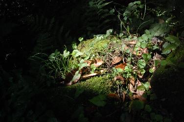 e0089761_3315853.jpg