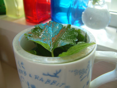 c0050264_126218.jpg