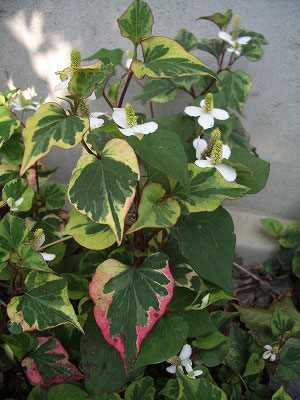 c0045882_2175667.jpg