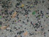 c0123890_21474742.jpg