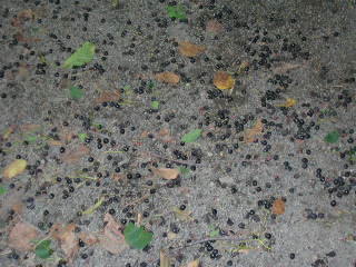 c0123890_2151878.jpg