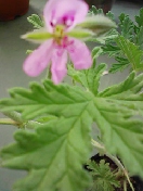 b0007895_1575364.jpg